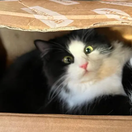 Lägenhet Alpenfrieden *